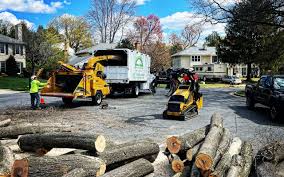 Trusted Riverside, NY Tree Removal Services Experts