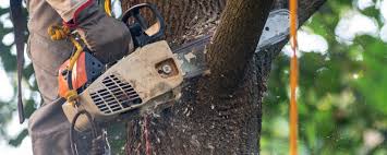 Best Storm Damage Tree Cleanup  in Riverside, NY