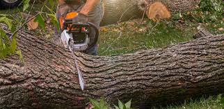 Tree Removal Services