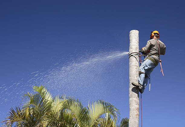 Best Weed Control  in Riverside, NY