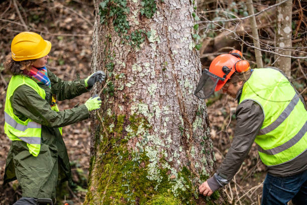 Best Arborist Consultation Services  in Riverside, NY