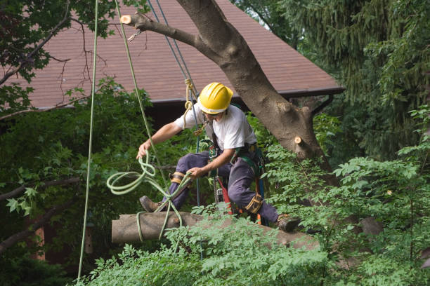 Best Commercial Tree Removal  in Riverside, NY