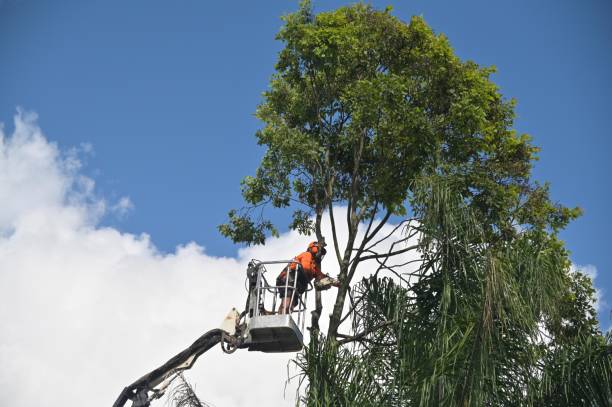 Lawn Watering Services in Riverside, NY