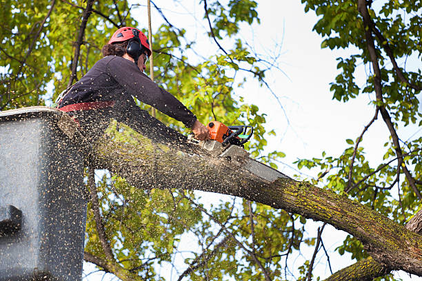 Best Tree Cabling and Bracing  in Riverside, NY