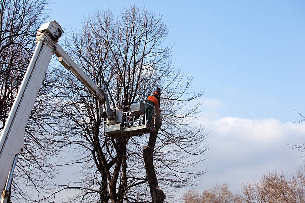 Best Tree Disease Treatment  in Riverside, NY