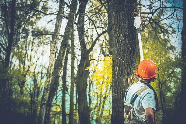 How Our Tree Care Process Works  in  Riverside, NY